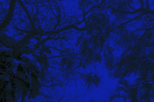 Texture foliage background