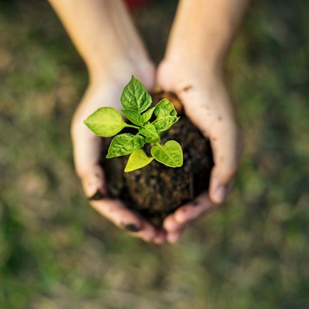 Hand holding sprout for growing nature