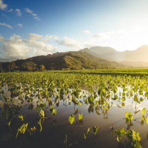taro patch or loi in Hawaii