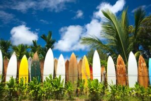 surf studies surfboard in a row
