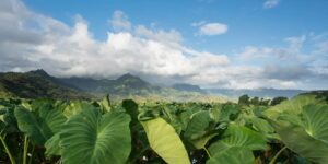 hawaiian taro patch loi large kalo leaves