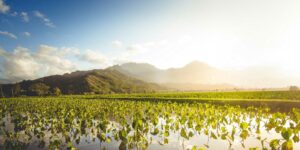 Hawaiian loi or taro patch