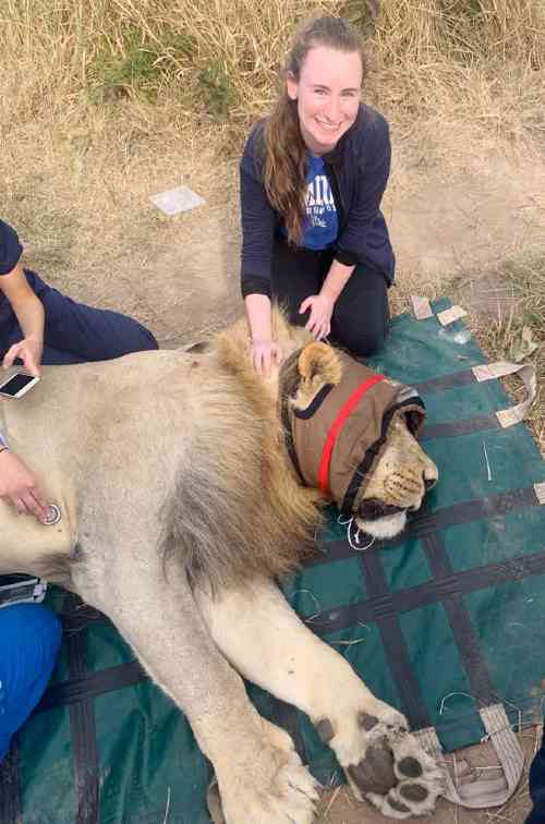 Izzie Krupa '22 helps with taking care of a lion during her South African veterinarian internship