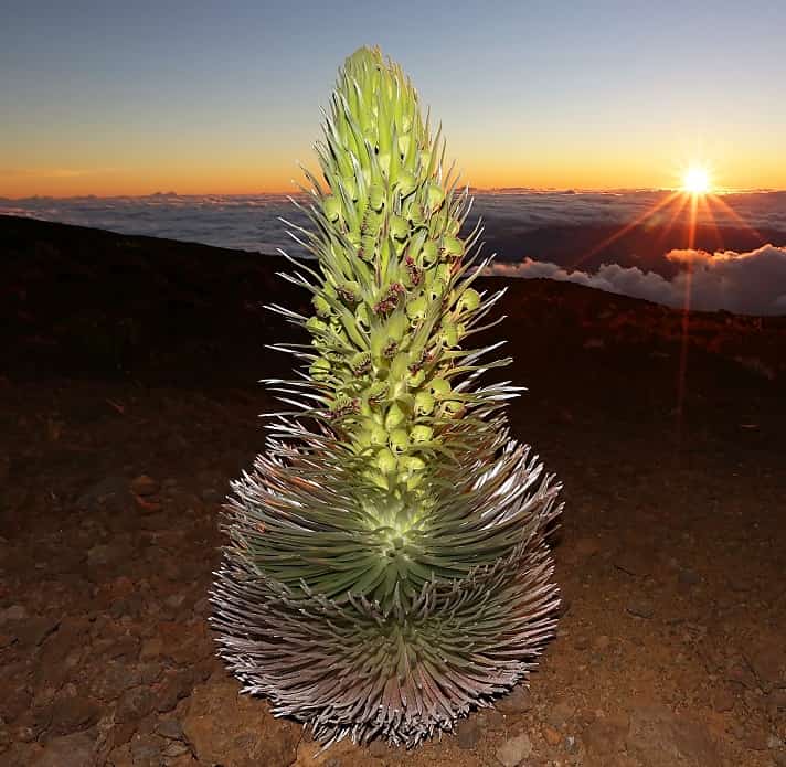 Silversword Plant