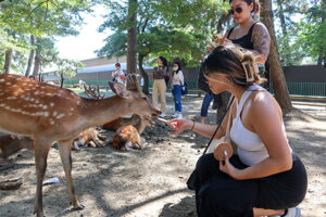 Deer crackers are for sale around Nara Park, and some deer have learned to bow to visitors to ask to be fed.