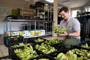 Ethan West inspects the ripeness of bunches bananas.