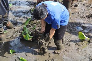 Students help harvest kalo in a Heeia field.