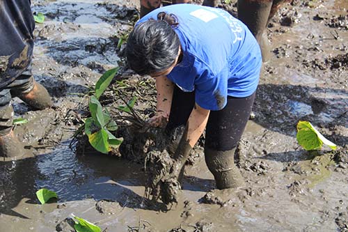 Students help harvest kalo in a Heeia field.