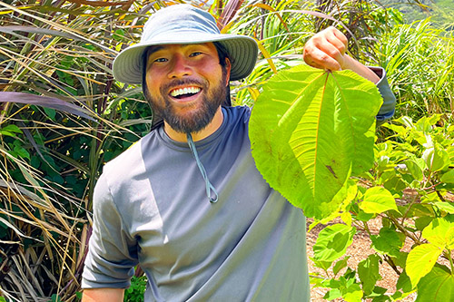 Jon Watase holds up a large mamaki tea leaf that he grows on his farm.