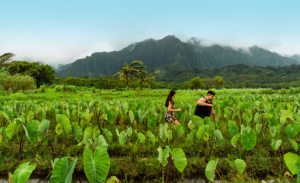 students walking through a loi kalo